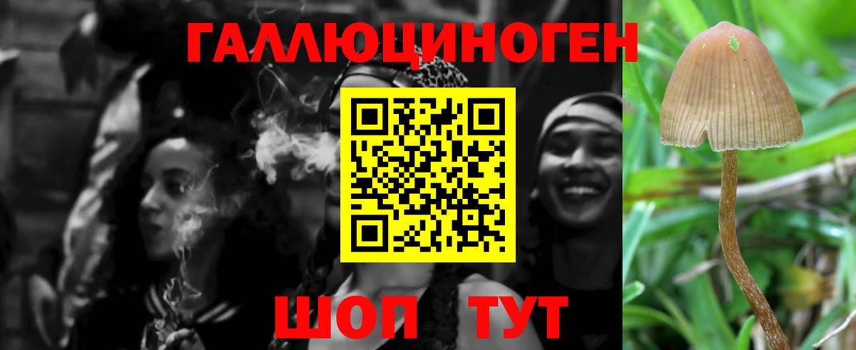 Галлюциногенные грибы Psilocybe Киселёвск